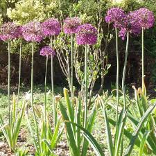 Attēlu rezultāti vaicājumam “Allium holandicum”