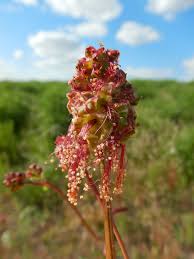 Image result for Sanguisorba minor