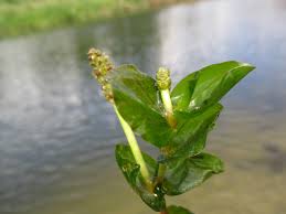Attēlu rezultāti vaicājumam “Potamogeton perfoliatus flower”
