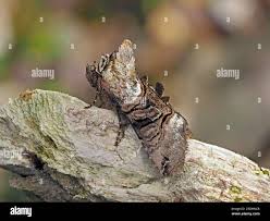 Attēlu rezultāti vaicājumam “Abrostola tripartita”