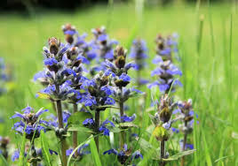 Image result for Ajuga reptans