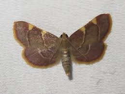 Attēlu rezultāti vaicājumam “Pyralididae”