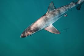 Image result for Carcharhinus