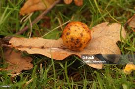 Attēlu rezultāti vaicājumam “Cynips quercusfolii”