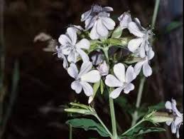 Attēlu rezultāti vaicājumam “Saponaria officinalis flower”