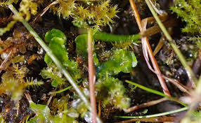 Attēlu rezultāti vaicājumam “Moerckia hibernica”