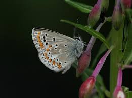 Attēlu rezultāti vaicājumam “Aricia artaxerxes  male”