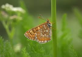 Attēlu rezultāti vaicājumam “Euphydrias aurinia”