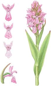 Attēlu rezultāti vaicājumam “Dactylorhiza cruenta flower”