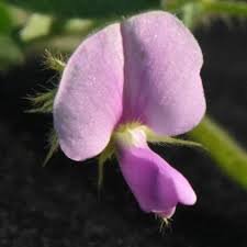 Attēlu rezultāti vaicājumam “Leguminosae”