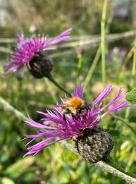 Attēlu rezultāti vaicājumam “Centaurea scabiosa flower”