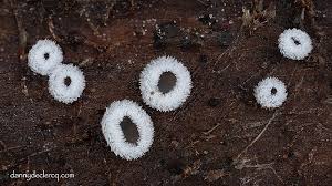 Attēlu rezultāti vaicājumam “Lachnella alboviolascens”