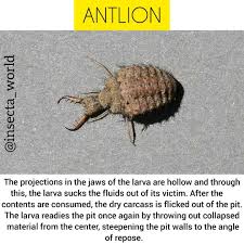 Attēlu rezultāti vaicājumam “Myrmeleontidae”