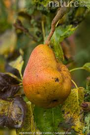 Attēlu rezultāti vaicājumam “Pyrus communis fruit”