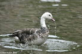 Image result for Anser caerulescens