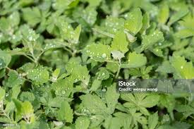 Attēlu rezultāti vaicājumam “Chenopodiaceae”