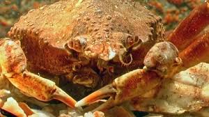 Image result for Chionoecetes opilio