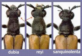 Attēlu rezultāti vaicājumam “Anastrangalia sanguinolenta”