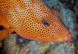 Image result for Epinephelus guttatus