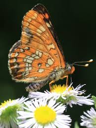 Attēlu rezultāti vaicājumam “Euphydryas maturna upperside”