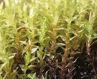 Attēlu rezultāti vaicājumam “Bryum pallescens”