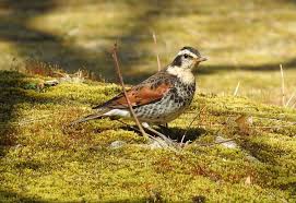 Image result for Turdus eunomus