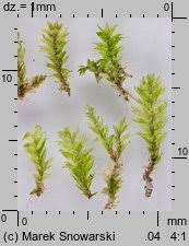 Attēlu rezultāti vaicājumam “Plagiothecium latebricola”