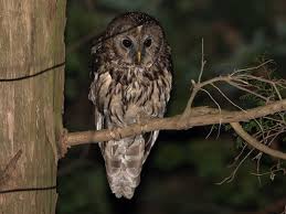 Attēlu rezultāti vaicājumam “Strix uralensis adult”