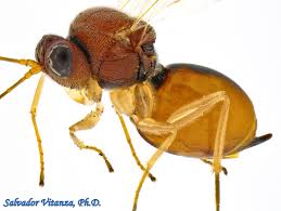 Attēlu rezultāti vaicājumam “Cynipidae”