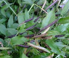 Attēlu rezultāti vaicājumam “Lathyrus vernus fruit”