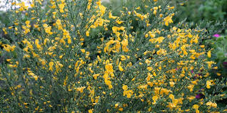 Image result for Cytisus scoparius