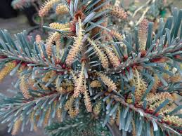 Attēlu rezultāti vaicājumam “Abies veitchii”