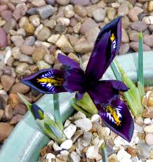 Attēlu rezultāti vaicājumam “Iris reticulata”