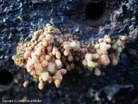 Attēlu rezultāti vaicājumam “Heterotrichia oerstedii (syn. Arcyria oerstedii) spores”