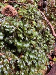 Attēlu rezultāti vaicājumam “Fissidens adianthoides”