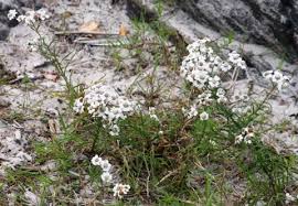Attēlu rezultāti vaicājumam “Achillea ptarmica fruit”