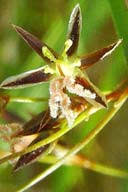 Attēlu rezultāti vaicājumam “Juncus balticus”