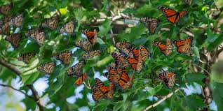 Image result for monarch butterfly
