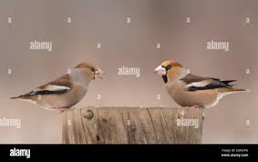 Attēlu rezultāti vaicājumam “Coccothraustes coccothraustes”