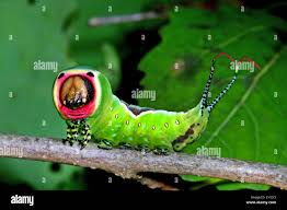 Attēlu rezultāti vaicājumam “Cerura vinula”