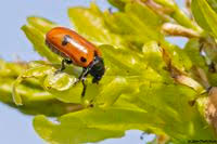 Attēlu rezultāti vaicājumam “Clytra quadripunctata”