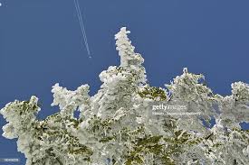 Attēlu rezultāti vaicājumam “Abies mariesii”