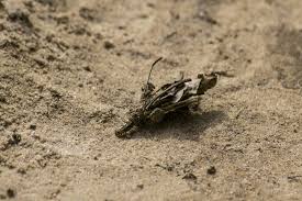 Attēlu rezultāti vaicājumam “Canephora hirsuta larva”