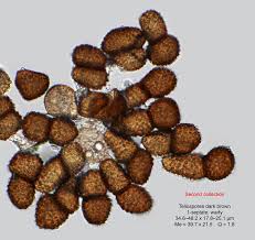 Attēlu rezultāti vaicājumam “Tranzschelia anemones”