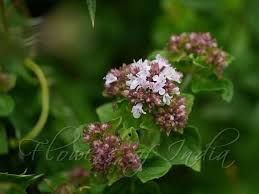 Attēlu rezultāti vaicājumam “Origanum vulgare leaf”