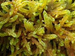 Attēlu rezultāti vaicājumam “Hypnum cupressiforme var. lacunosum”