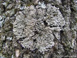 Attēlu rezultāti vaicājumam “Physconia detersa”