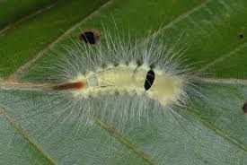 Attēlu rezultāti vaicājumam “Calliteara pudibunda”