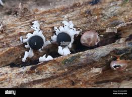 Attēlu rezultāti vaicājumam “Diderma radiatum plasmodium”