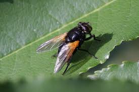 Attēlu rezultāti vaicājumam “Mesembrina meridiana”